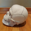 Porcelain Halloween Skull White Skeleton Head Gothic Tabletop Decor Decoration